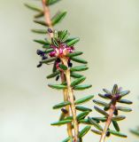 Empetrum stenopetalum