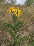 Senecio grandidentatus. Верхушка растения с соцветиями. Ростовская обл., Аксайский р-н, окр. хутора Александровка, степной склон. 15.09.2018.