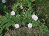 Convolvulus arvensis