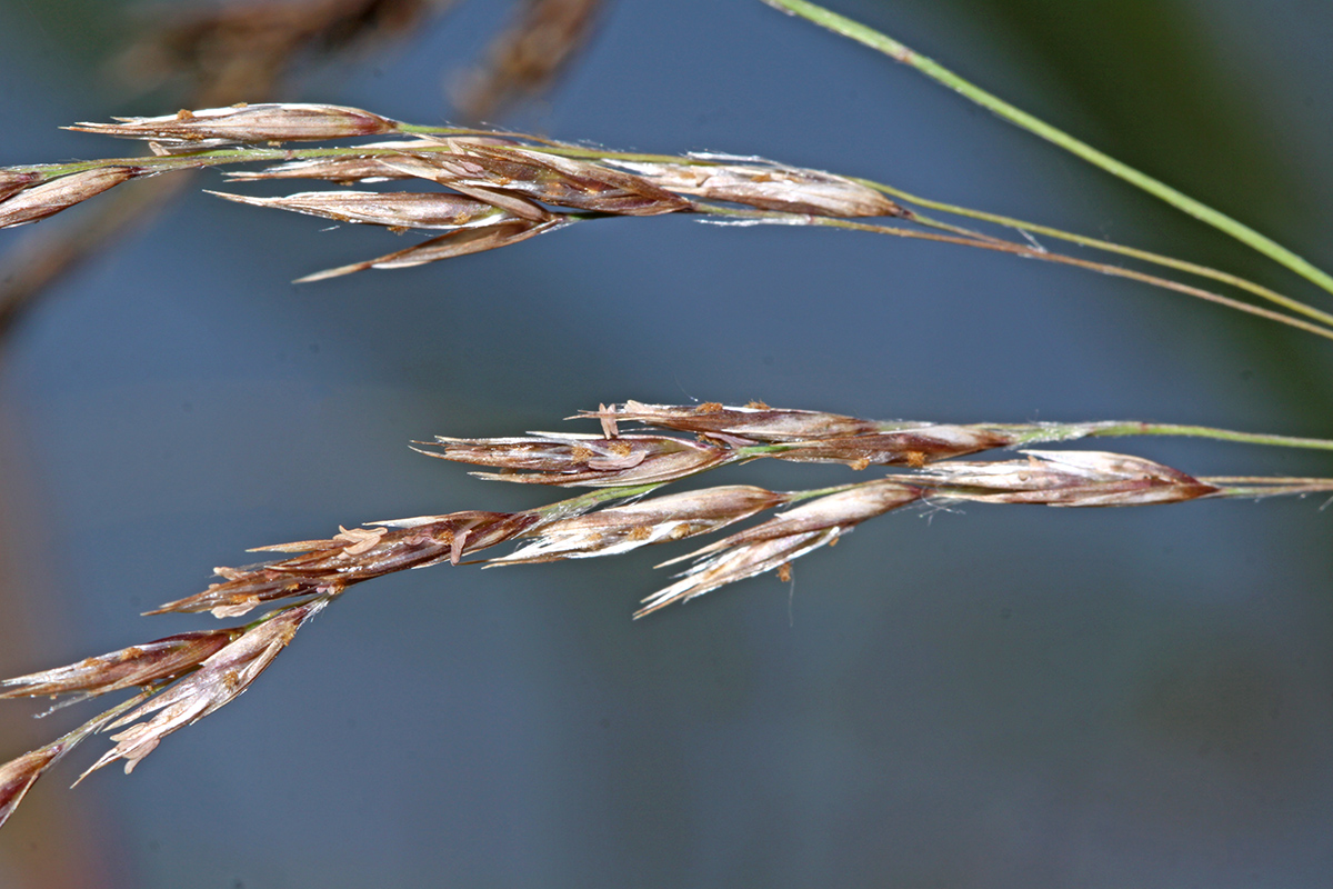 Изображение особи Phragmites japonicus.