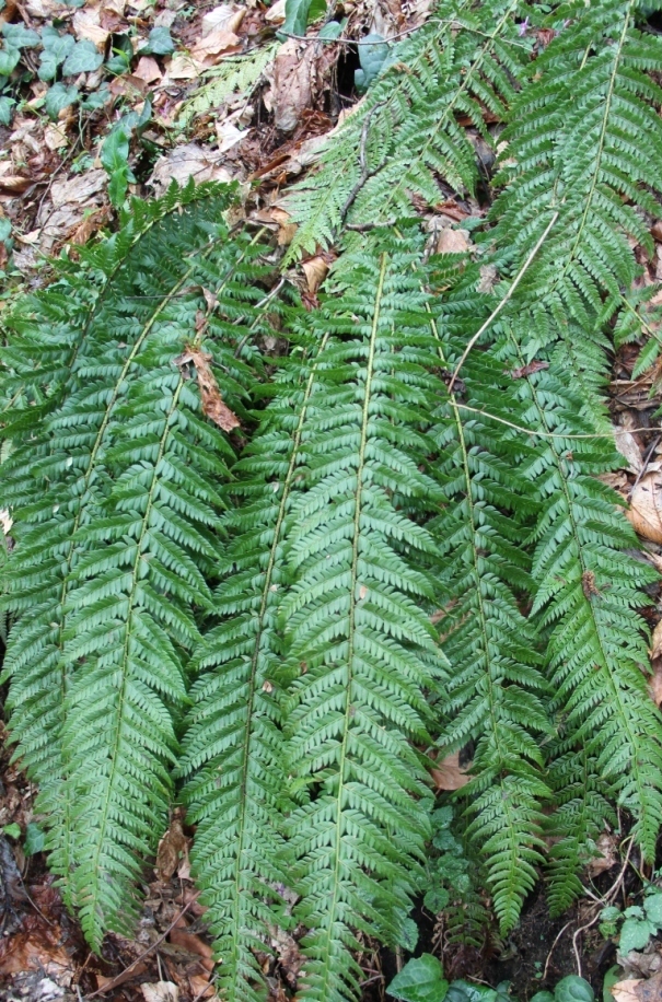 Изображение особи Polystichum aculeatum.