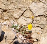 Taraxacum aphrogenes. Цветущее растение среди выброшенных морем на берег сухих листьев Posidonia oceanica. Республика Кипр, п-ов Акама, Бани Афродиты (Λουτρά της Αφροδίτης, χερσόνησος Ακάμα), вертикальная стена скалы, берег моря. 17.11.2019.