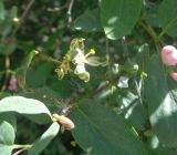 Lonicera tatarica