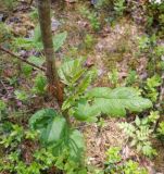 Sorbus aucuparia