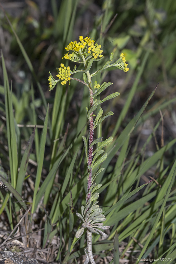 Изображение особи Odontarrhena obtusifolia.