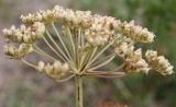 Cenolophium fischeri. Соплодие. Архангельская обл., г. Северодвинск, дальние Ягры, приморский луг на песках. 23.08.2010.