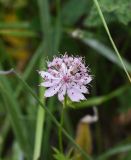 Astrantia maxima. Соцветие. Кабардино-Балкария, долина р. Баксан, конус выноса реки Курмычи, высота 1610 м н.у.м., луг. 24 июля 2022 г.