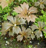 Rodgersia podophylla