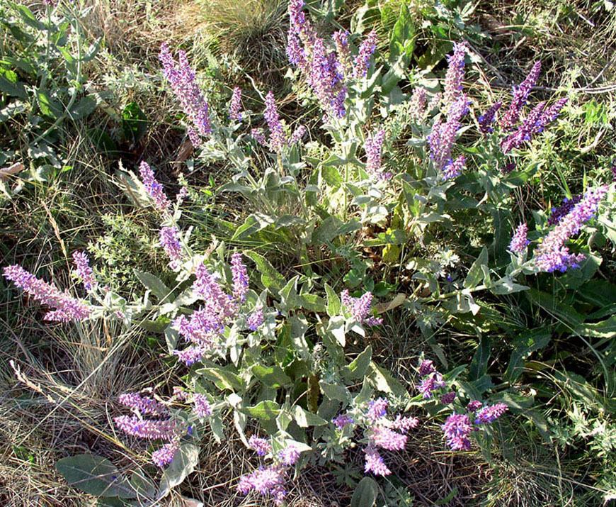 Изображение особи Salvia tesquicola.