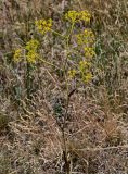 Ferula caspica. Верхушка цветущего и плодоносящего растения. Оренбургская обл., Кувандыкский гор. округ, окр. г. Кувандык, луговой склон. 06.07.2023.