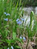 Myosotis palustris