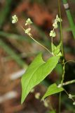 Fallopia convolvulus. Часть побега с цветками и плодами. Республика Татарстан, национальный парк \"Нижняя Кама\". 18.08.2011.