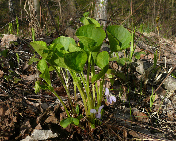 Изображение особи Viola mirabilis.