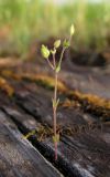 Arenaria uralensis