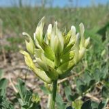 Astragalus calycinus