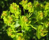 Euphorbia agraria