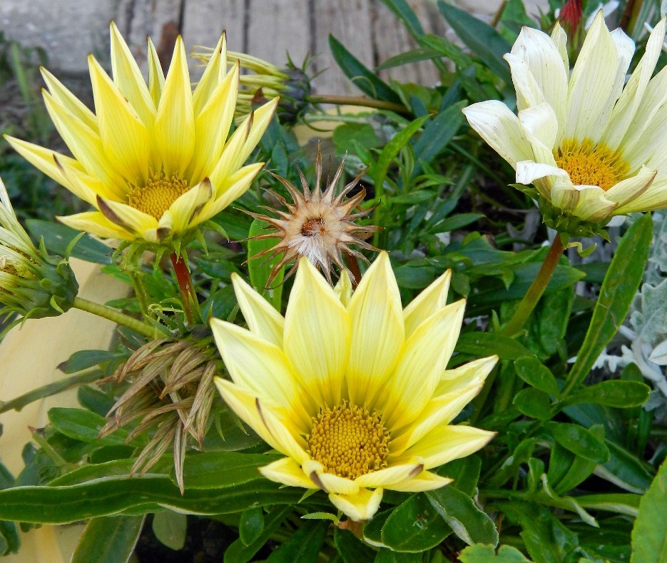 Изображение особи род Gazania.