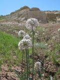 Allium tulipifolium. Верхушки побегов с соцветиями. Восточный Казахстан, Зайсанская котловина, ур. Кеин-Кериш, гипсовые глины-пестроцветы. 11 мая 2012 г.