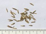 Poa longifolia