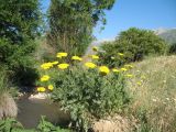 Achillea filipendulina. Цветущее растение. Южный Казахстан, подножье Таласского Алатау в окр. запов. Аксу-Жабаглы. 3 июля 2011 г.