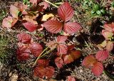 Rubus saxatilis