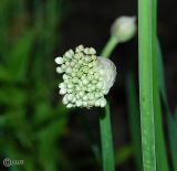 Allium nutans