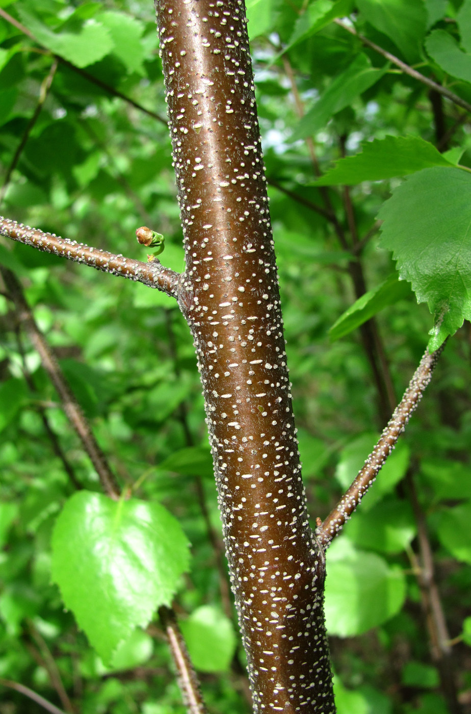 Изображение особи Betula pendula.