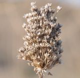 Allium guttatum ssp. sardoum