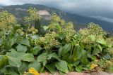 Hedera helix