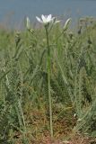 Ornithogalum navaschinii