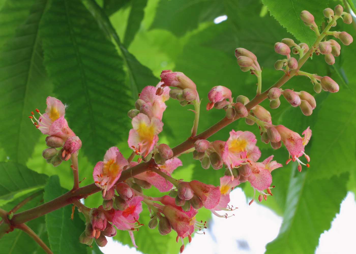 Изображение особи Aesculus &times; carnea.