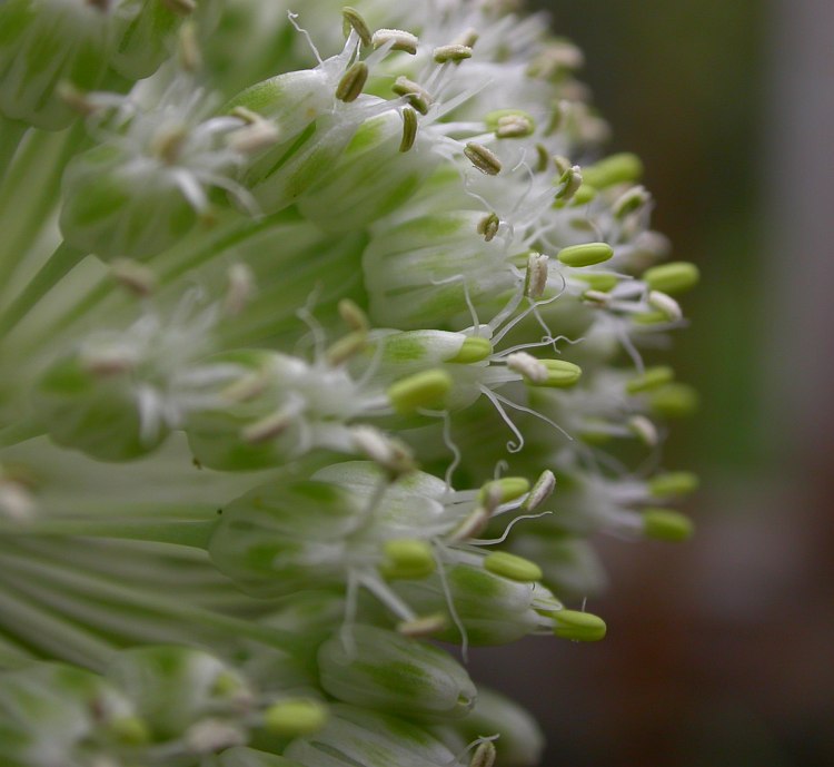 Изображение особи Allium dictyoprasum.
