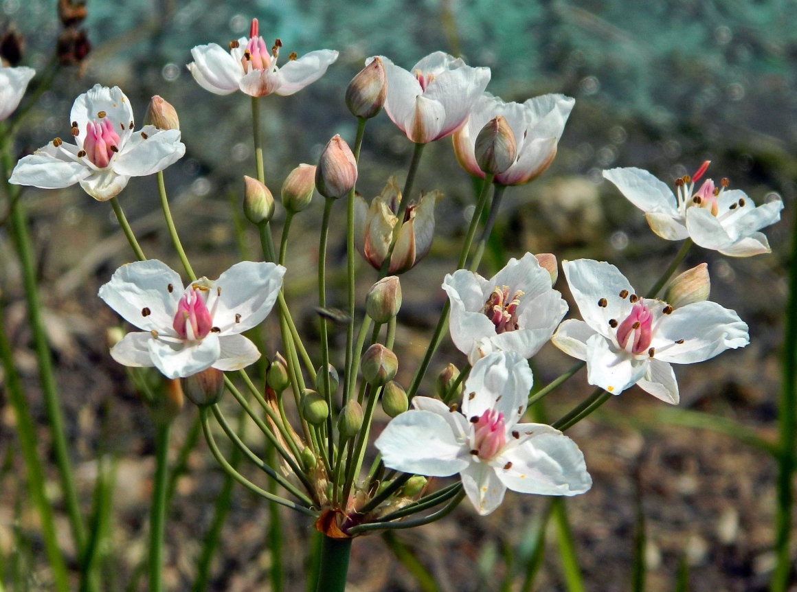 Изображение особи Butomus umbellatus.