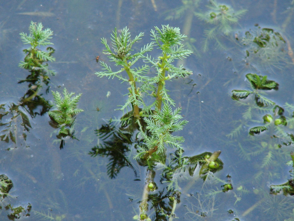 Изображение особи Myriophyllum verticillatum.