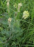 Oxytropis pilosa