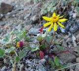 Tephroseris heterophylla