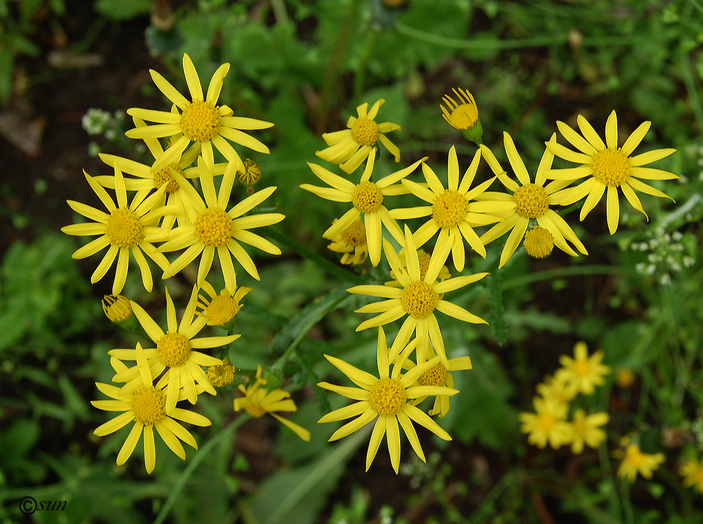 Изображение особи Senecio vernalis.