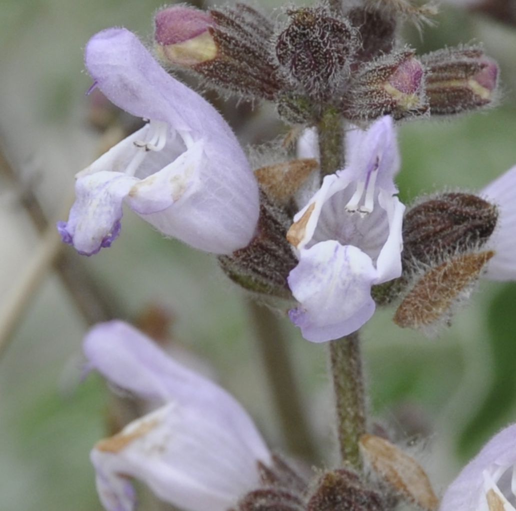 Image of Salvia fruticosa specimen.