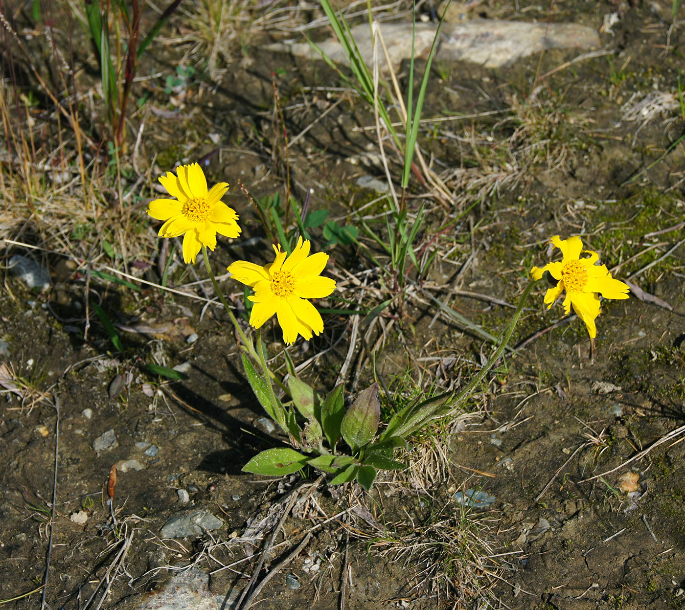 Изображение особи Arnica iljinii.