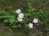 Convolvulus arvensis