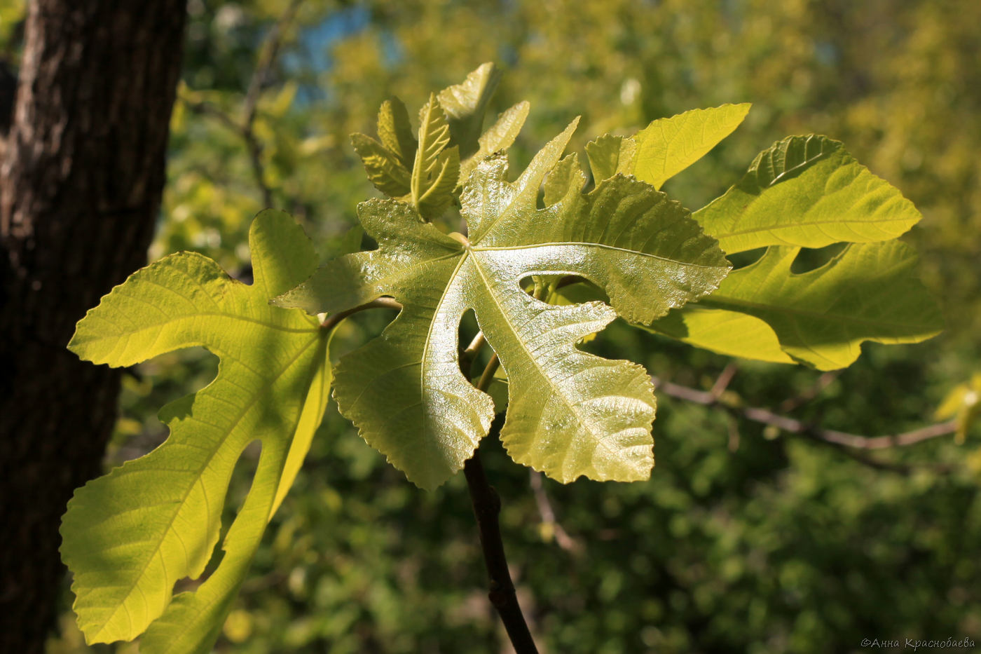 Изображение особи Ficus carica.