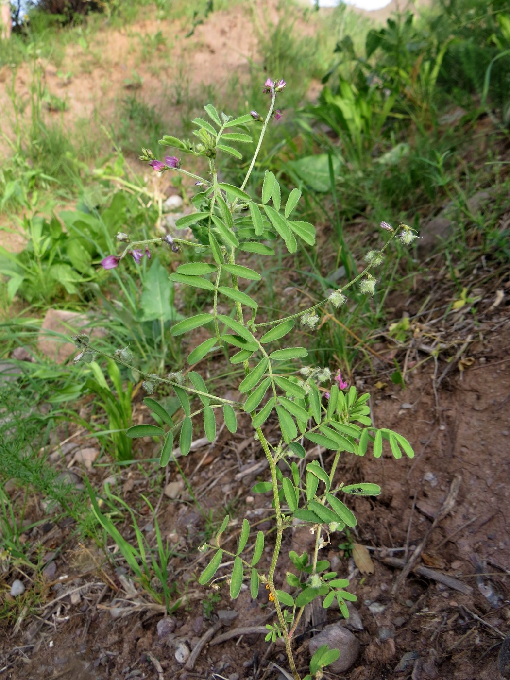 Изображение особи Astragalus dipelta.
