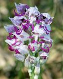 Orchis simia