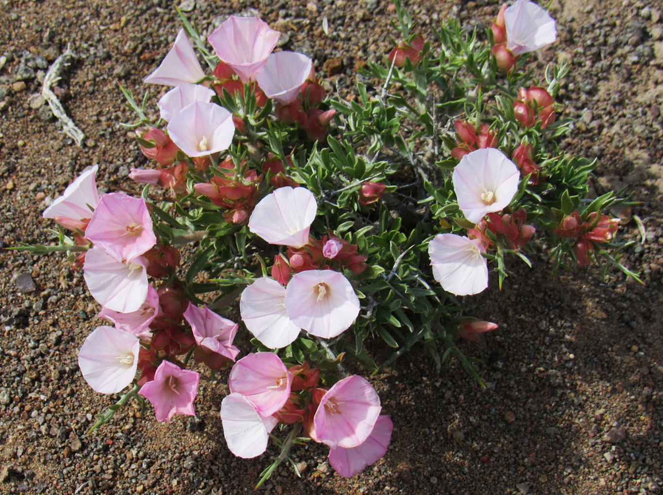 Изображение особи Convolvulus tragacanthoides.