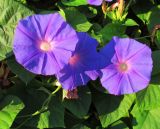 Ipomoea indica