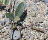 Desmodium scorpiurus