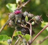 Arctium tomentosum