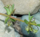 Anagallis arvensis. Часть аномального побега с незрелыми плодами. Краснодарский край, городской округ Сочи, мкр-н Хоста, берег р. Хоста, заливаемая в половодье каменная россыпь. Июль 2020 г.