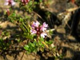 Thymus jenisseensis