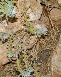 Eremophila glabra